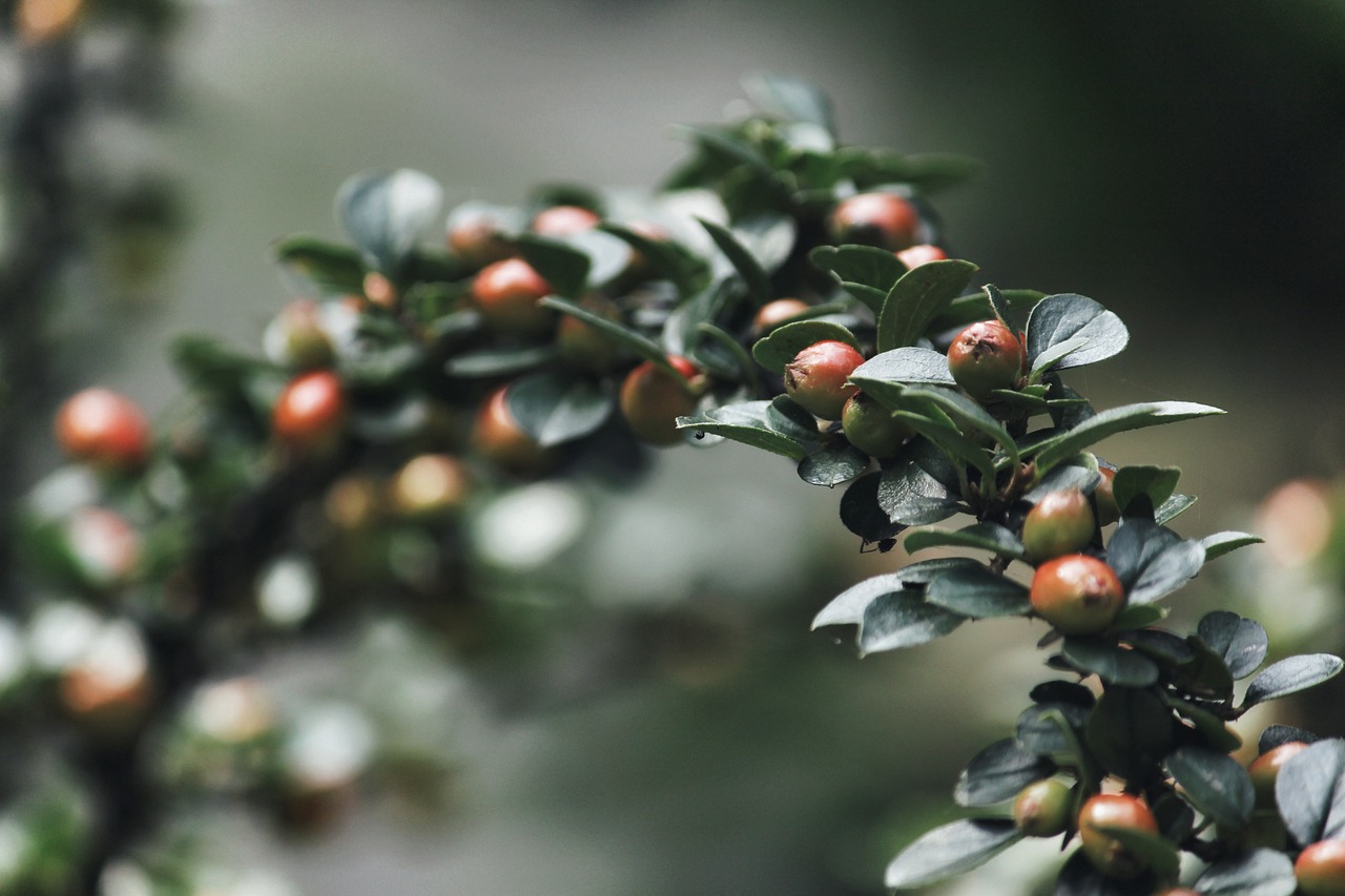 Using Berries from Your Garden to Create Natural Dyes